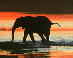 Elephant im Caprivi