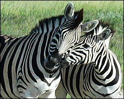 Zebras im Etosha Park